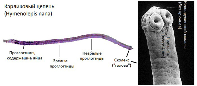 Строение