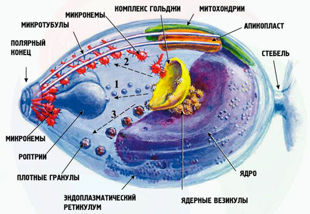 Строение