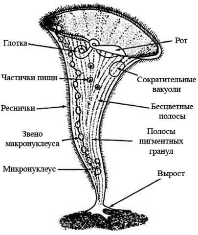 Инфузория трубач — строение