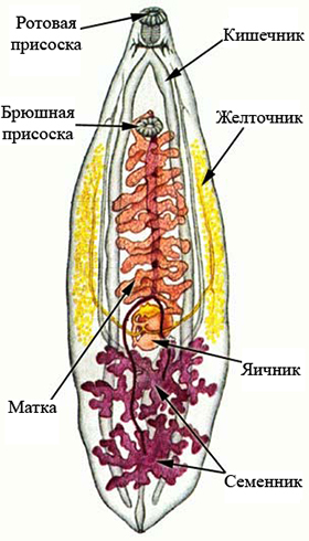 Строение ланцетовидного сосальщика