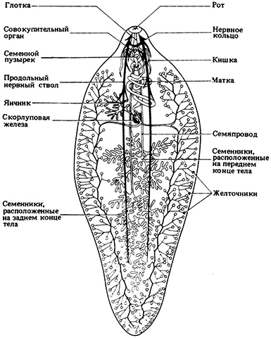 Строение печеночного сосальщика