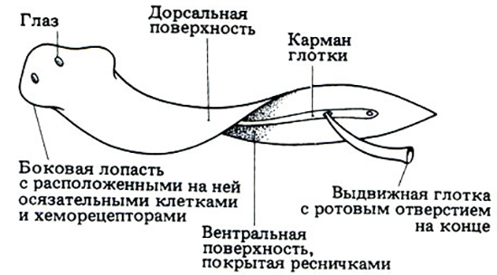 Строение ресничного червя