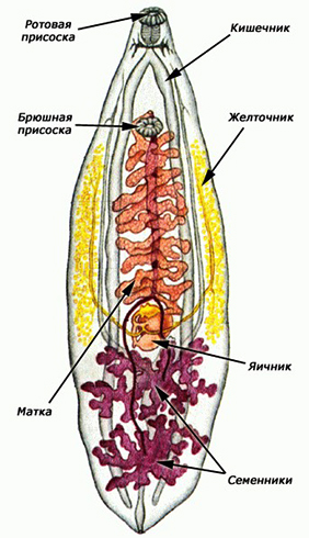 Строение