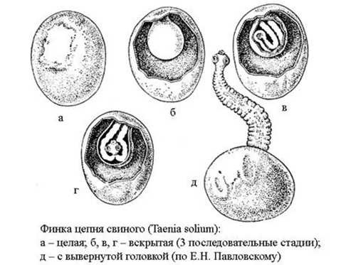 Строение паразита