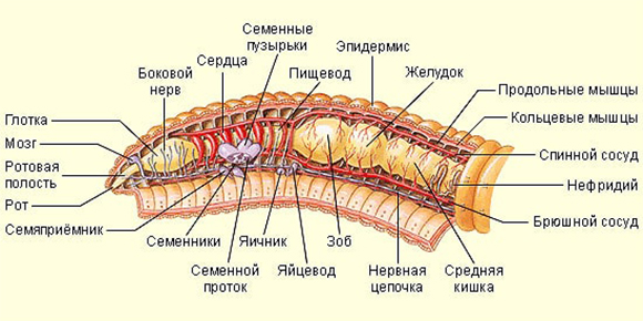 Строение кольчатых червей