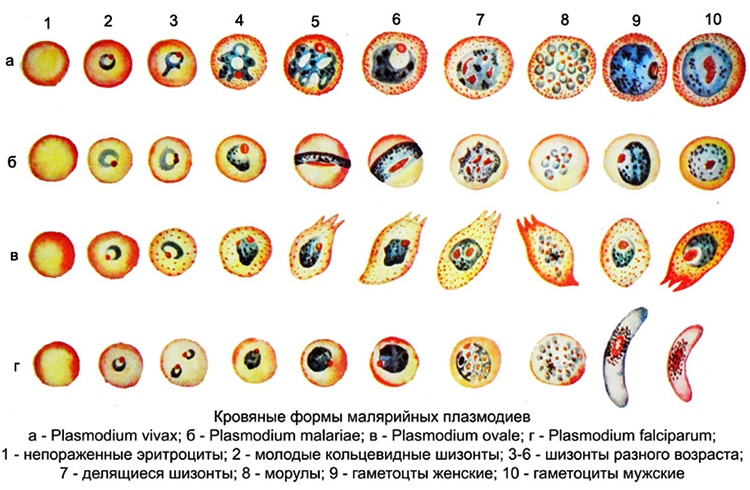 Виды малярийного плазмодия