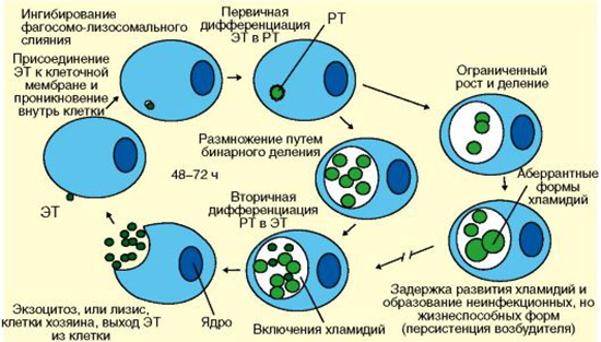 Жизненный цикл хламидий