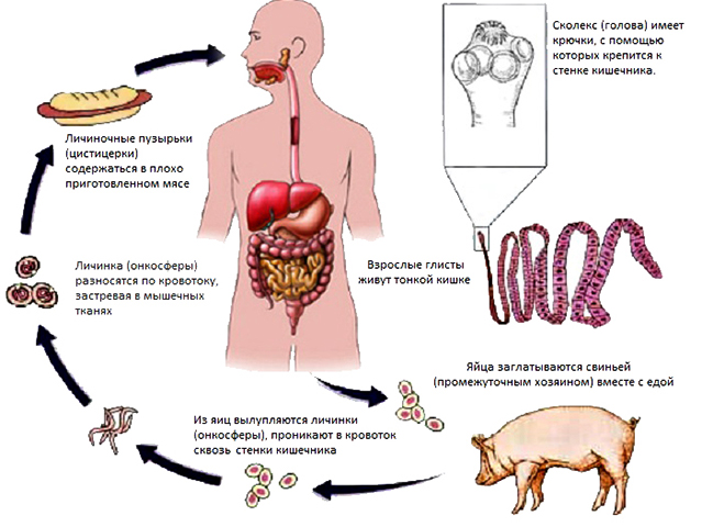 Жизненный цикл свинного цепня