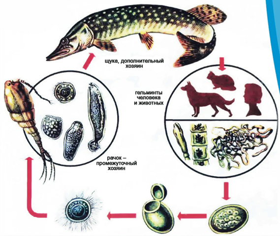 Жизненный цикл паразита