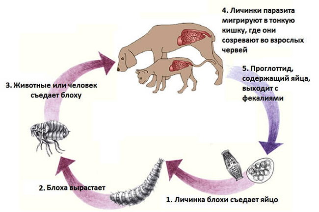 Жизненный цикл