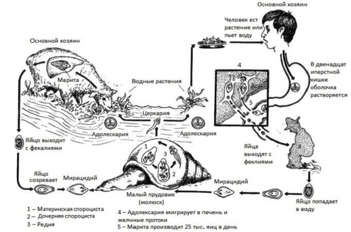 Жизненный цикл печеночного сосальщика