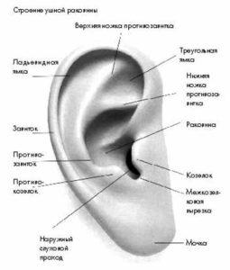 Что такое козелок уха и какую функцию он выполняет
