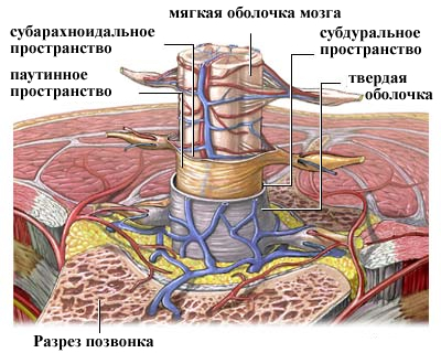 Менингит симптомы и лечение у детей и взрослых