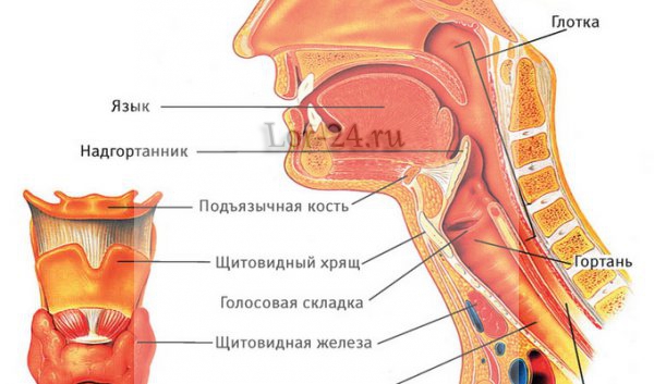 Заболевания гортани