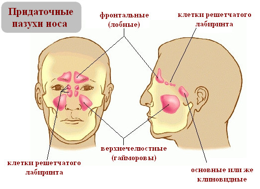 Особенности строения носовых пазух. Возможные заболевания