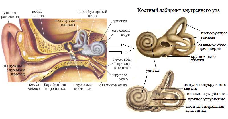 Изображение анатомии внутреннего уха человека