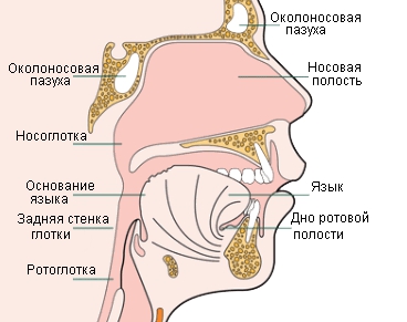 Воспаление носоглотки чем лечить в домашних условиях