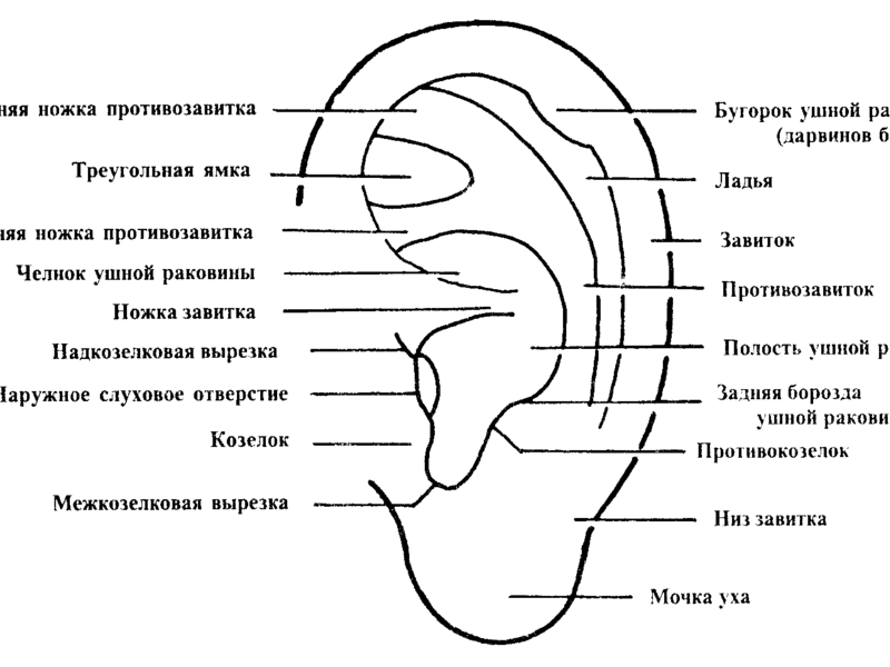 Анатомия среднего уха человека