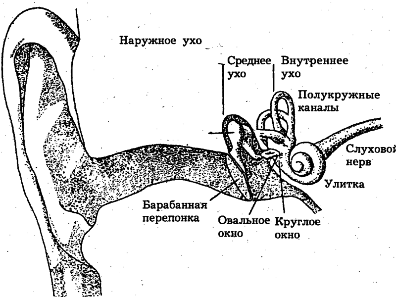 Анатомия среднего уха человека