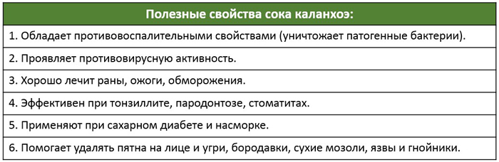 Каланхоэ — лечебное растение, методы использования