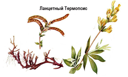 Многолетнее травянистое растение, обладающее лечебными свойствами