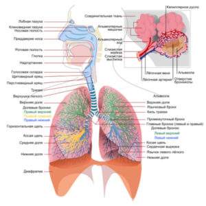 Почему болят легкие
