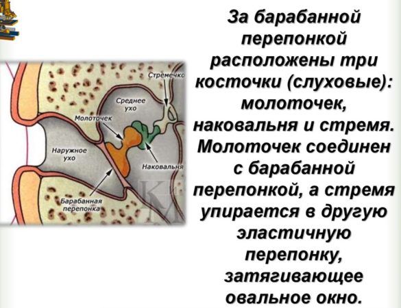 Техника и правила выполнения массажа уха при отите