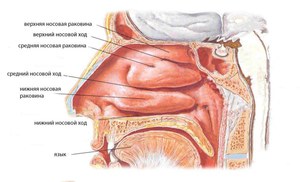 Вазотомия носовых раковин что это такое