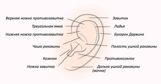 Анатомия среднего уха человека