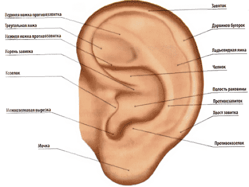 Анатомия среднего уха человека