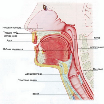 Заболевания гортани