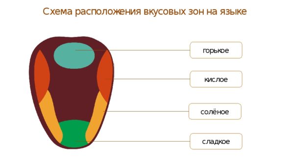 Пропало обоняние в чем причины состояния