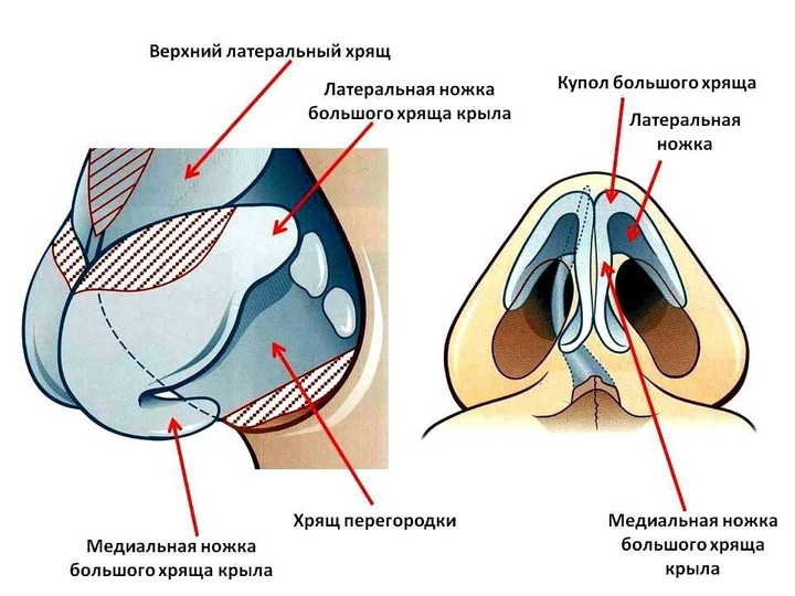 Особенности строения носовых пазух. Возможные заболевания