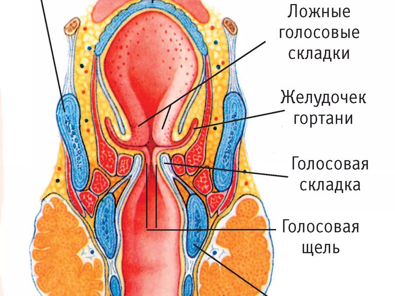 Воспаление носоглотки чем лечить в домашних условиях