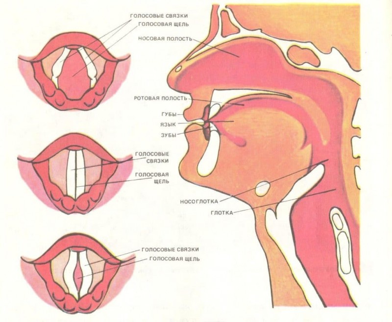 Строение гортани и голосовых связок