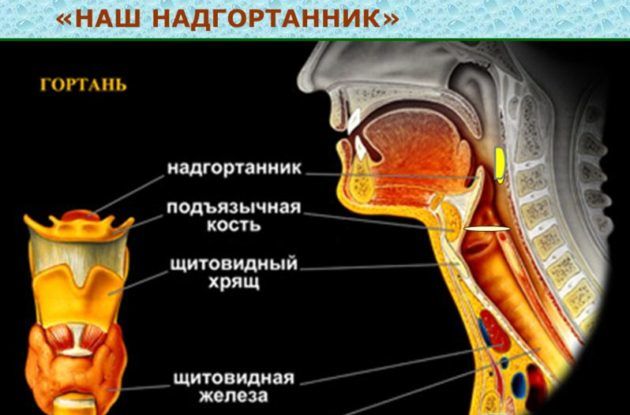 Заболевания гортани