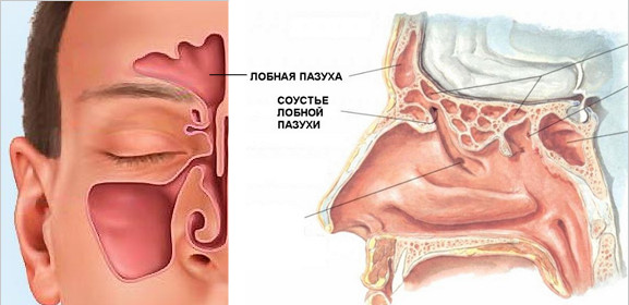 Особенности строения носовых пазух. Возможные заболевания