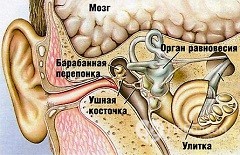 Заболевания ушей человека