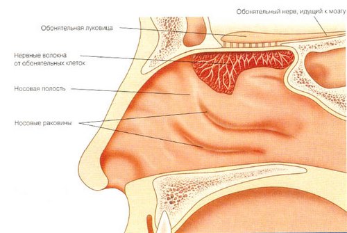 Строение носа