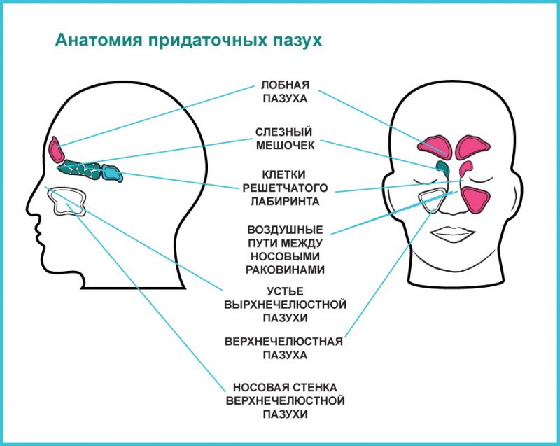 Пазухи околоносовые