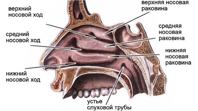 Какие капли в нос можно беременным