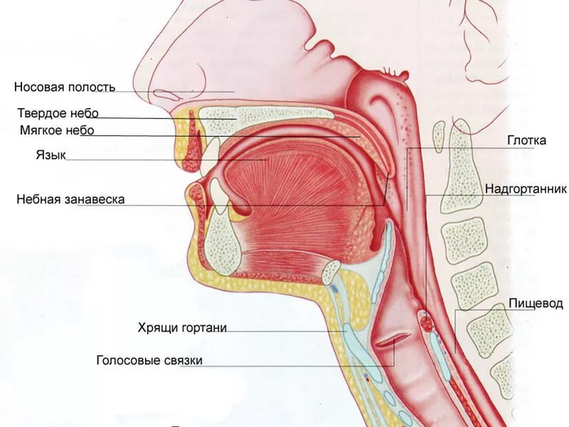 Воспаление носоглотки чем лечить в домашних условиях