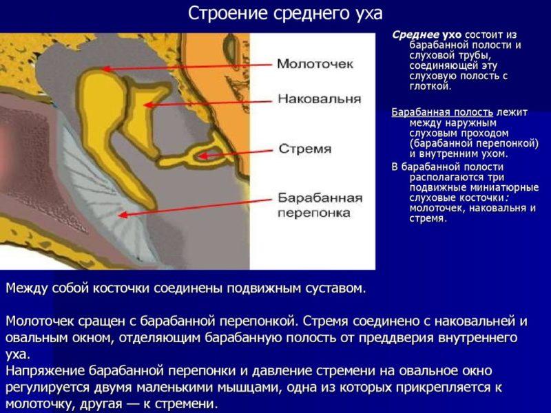 Почему возникает жидкость в ухе, какие симптомы и как лечить