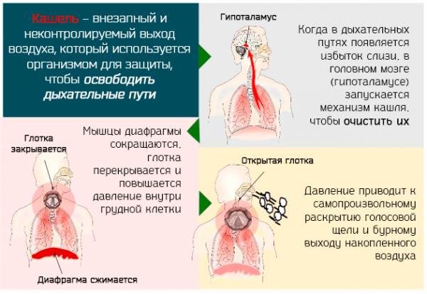 Что можно принимать от кашля кормящей маме