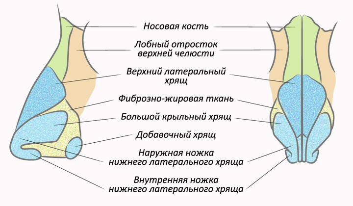 Особенности строения носовых пазух. Возможные заболевания