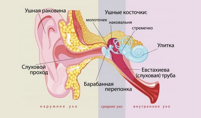 Анатомия среднего уха человека