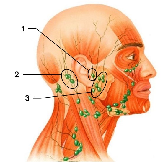 Причины и лечение воспаления лимфоузлов за ухом