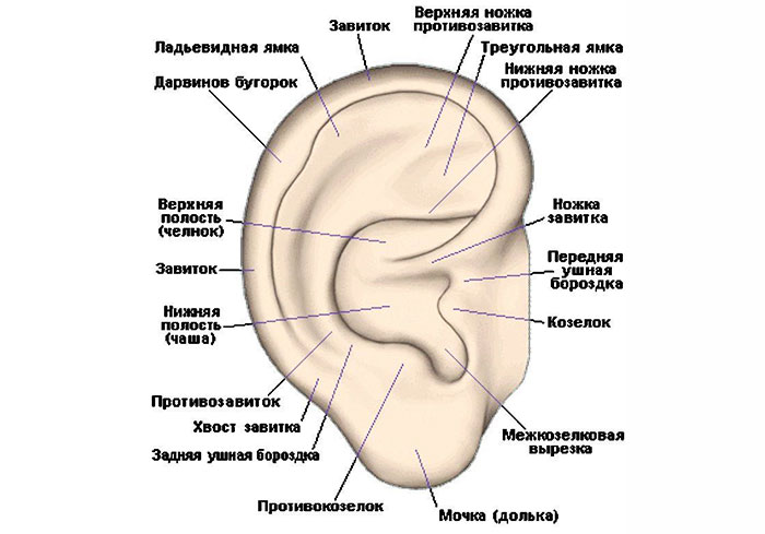 Массажная техника для улучшения слуха