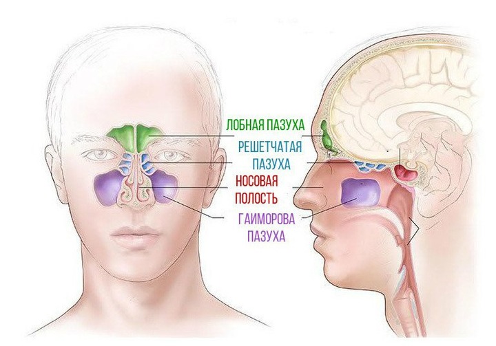 Особенности строения носовых пазух. Возможные заболевания