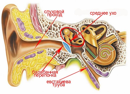 Анатомия уха у человека